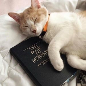 Meet your Posher, Alan